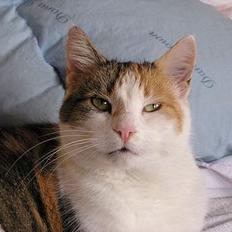 Blanding af racer Kisser