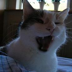 Blanding af racer Kisser