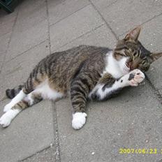 Huskat Celestin (himmelkat)