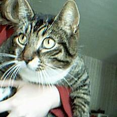 Huskat Celestin (himmelkat)