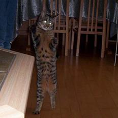 Blanding af racer Tjalfe (efterlyst)