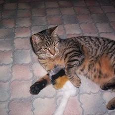 Blanding af racer Tjalfe (efterlyst)