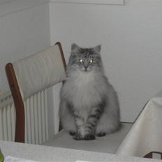 Maine Coon FRIDA