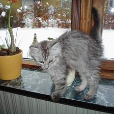 Maine Coon FRIDA