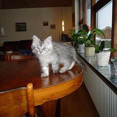 Maine Coon FRIDA