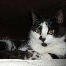 Huskat Lillesøster Nulle