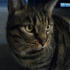 Blanding af racer TIGER WOODS