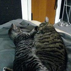 Blanding af racer TIGER WOODS