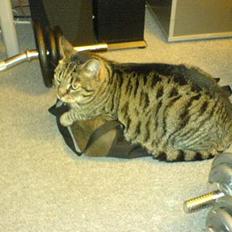 Blanding af racer TIGER WOODS