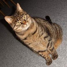 Blanding af racer Polle