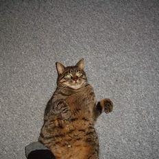 Blanding af racer Polle