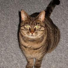 Blanding af racer Polle