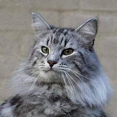 Norsk Skovkat Tigi Cat´s Herbert