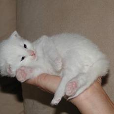 Norsk Skovkat Tigi Cat´s Herbert