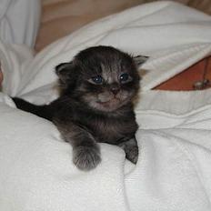 Norsk Skovkat Tigi Cat´s Herbert