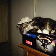 Norsk Skovkat regall