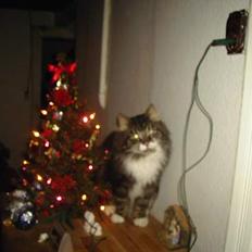 Norsk Skovkat regall