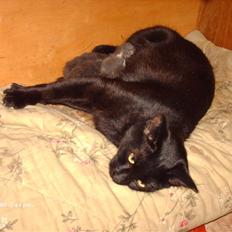 Blanding af racer † Lille mis †