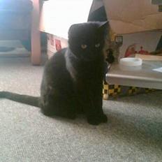 Blanding af racer † Lille mis †