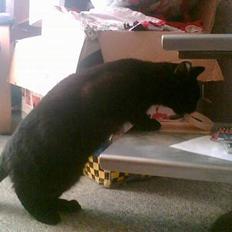 Blanding af racer † Lille mis †