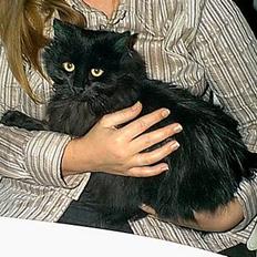 Blanding af racer Lucky