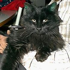 Blanding af racer Lucky