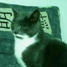 Blanding af racer Mivemand (VÆK)