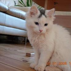 Norsk Skovkat blondie