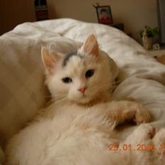 Norsk Skovkat blondie