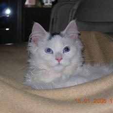 Norsk Skovkat blondie