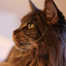 Maine Coon Diddi