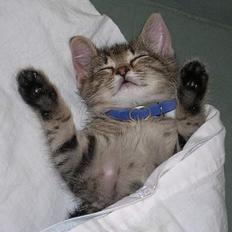 Blanding af racer Frederik