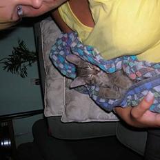 Blanding af racer Frederik