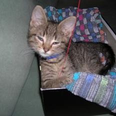 Blanding af racer Frederik