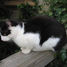 Blanding af racer Tor 