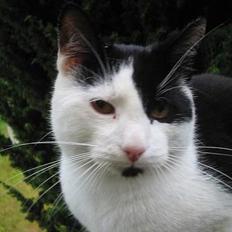 Blanding af racer Tor 