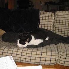 Blanding af racer Tor 