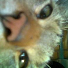 Huskat  * (¯`'PJÆVS'´¯) *