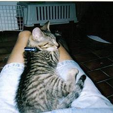 Huskat  * (¯`'PJÆVS'´¯) *