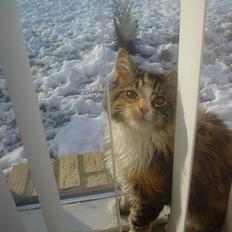 Blanding af racer Jasmin - Piv