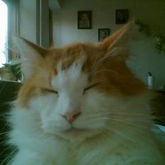 Blanding af racer Quark