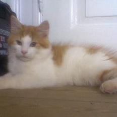 Blanding af racer Quark