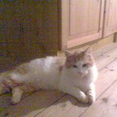 Blanding af racer Quark