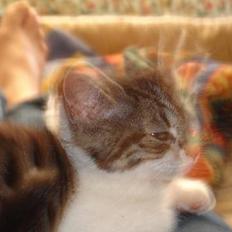 Blanding af racer skævben