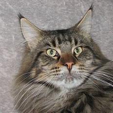 Maine Coon Lion Heart