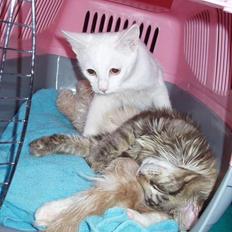 Maine Coon Lion Heart