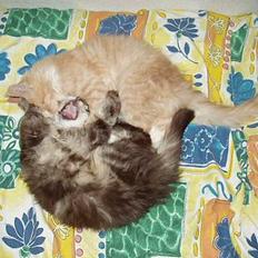 Maine Coon Lion Heart