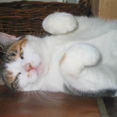 Blanding af racer Rosa {Rossi} <'3