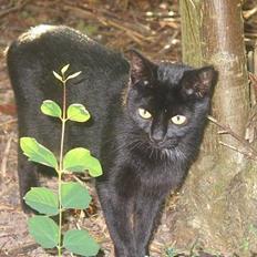 Blanding af racer Milo {Mislo} <'3