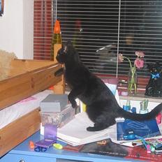 Blanding af racer Milo {Mislo} <'3